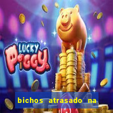 bichos atrasado na loteria dos sonhos